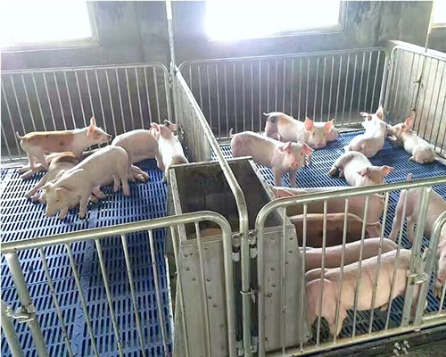 为什么越来越多的猪场都在使用仔猪保育床?