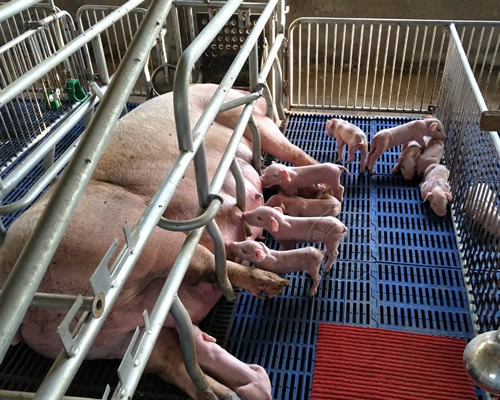 南北方如何挑选合适的母猪产床?