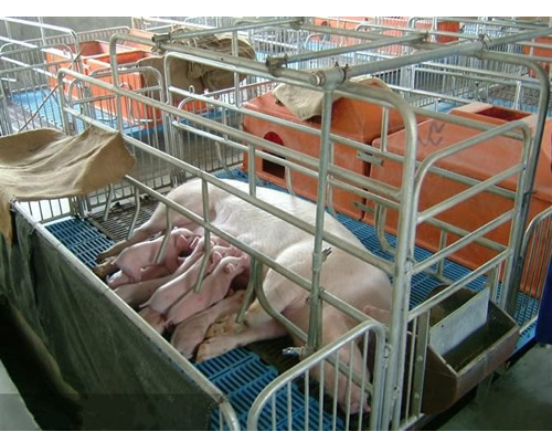小规模猪场需要采购哪些养猪设备?哪些是比较实用的?