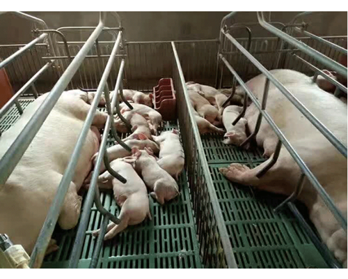 母猪产床需如何进行定期消毒？