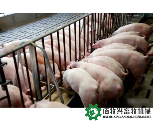 液态饲喂对保育猪的影响有哪些?