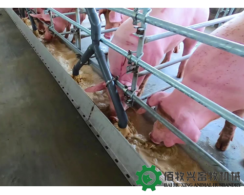 益生菌在猪场中的作用有哪些?