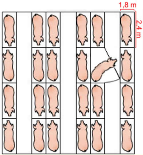 母猪产床排列方式