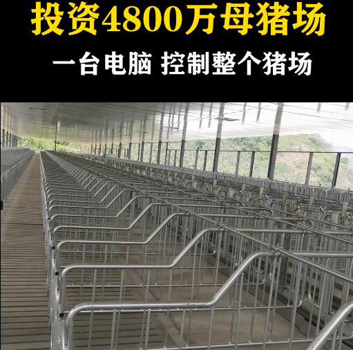 2400头母猪场——配怀舍限位栏安装